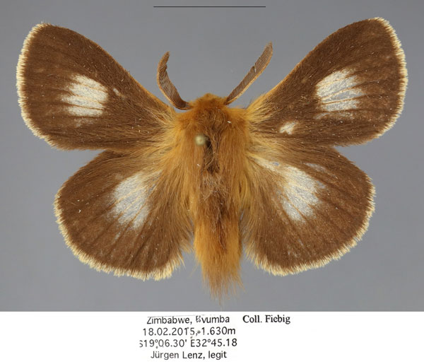 /filer/webapps/moths/media/images/M/monticola_Mesocelis_AM_Fiebig.jpg