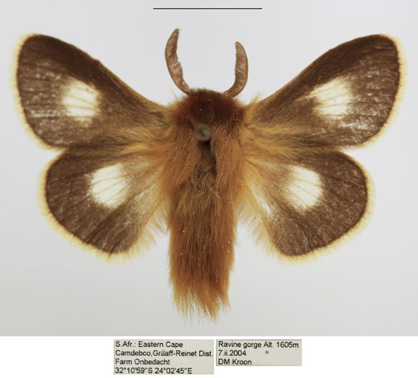 /filer/webapps/moths/media/images/M/monticola_Mesocelis_AM_TMSA_01.jpg