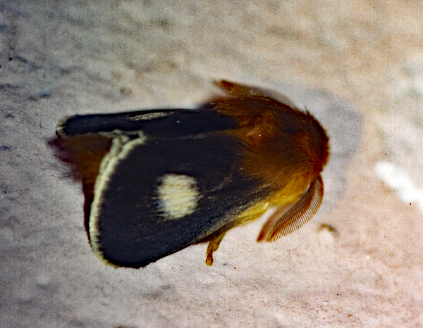 /filer/webapps/moths/media/images/M/monticola_Mesocelis_A_Roland_01.jpg