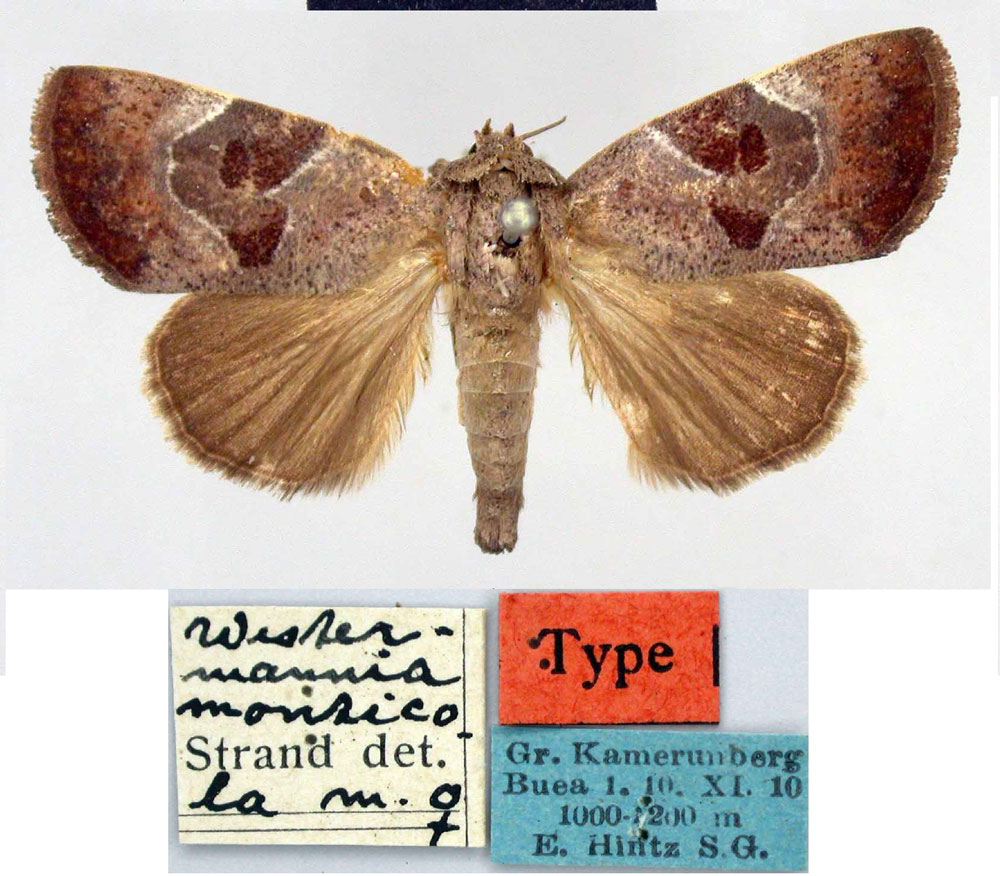 /filer/webapps/moths/media/images/M/monticola_Westermannia_HT_ZMHB.jpg