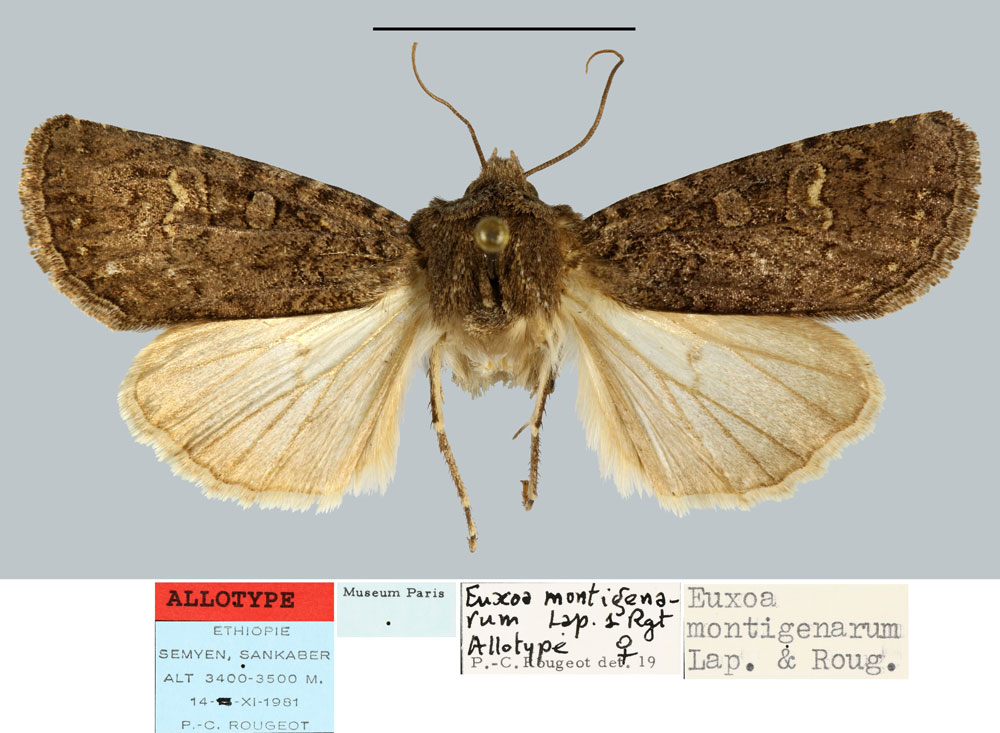 /filer/webapps/moths/media/images/M/montigenarum_Euxoa_AT_MNHN.jpg