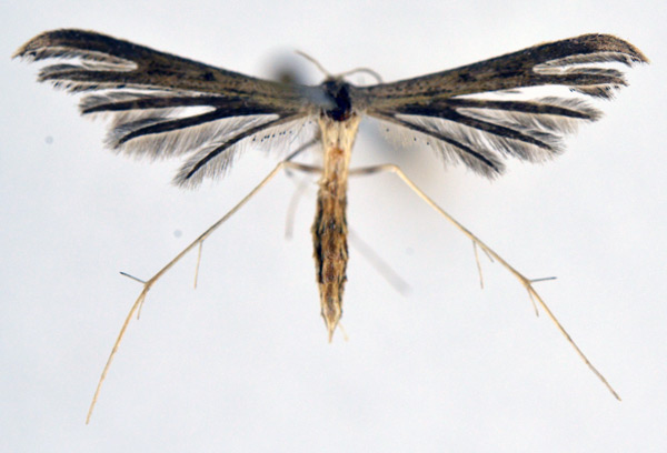 /filer/webapps/moths/media/images/M/montischristi_Exelastis_A_NHMO_02.jpg