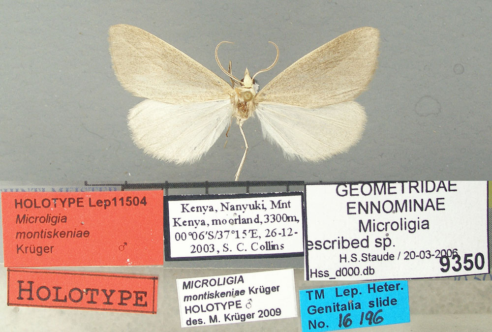 /filer/webapps/moths/media/images/M/montiskeniae_Microligia_HT_TMSA.jpg