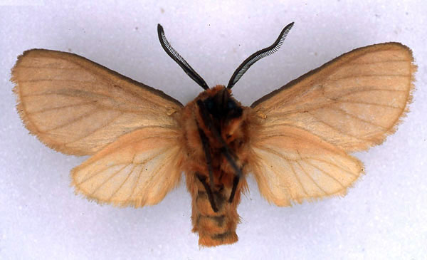 /filer/webapps/moths/media/images/M/montium_Metarctia_HT_BMNH_02.jpg