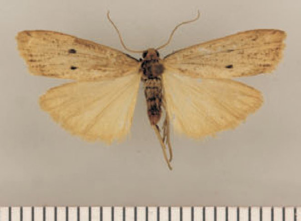 /filer/webapps/moths/media/images/M/montivaga_Lysceia_AM_TMSA_01.jpg