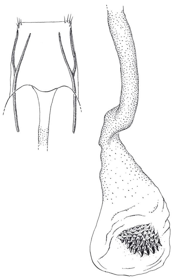 /filer/webapps/moths/media/images/M/montuosa_Phaulernis_GFPT_RMCA.jpg