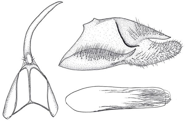 /filer/webapps/moths/media/images/M/montuosa_Phaulernis_GMHT_RMCA.jpg