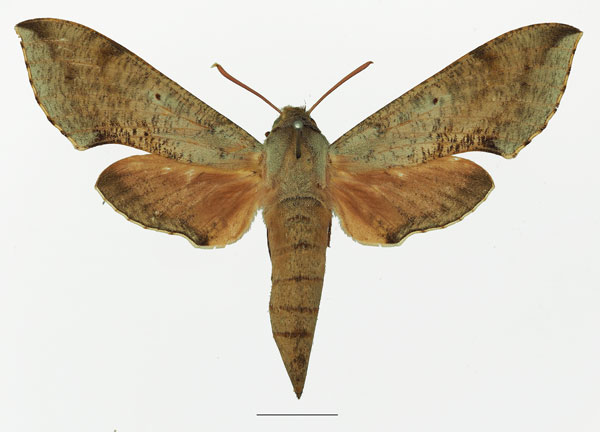 /filer/webapps/moths/media/images/M/moorei_Hippotion_AF_Basquin_01a.jpg