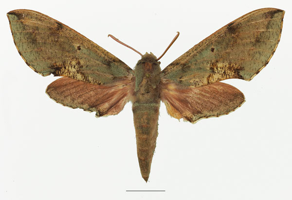 /filer/webapps/moths/media/images/M/moorei_Hippotion_AF_Basquin_02a.jpg