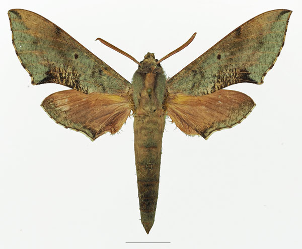 /filer/webapps/moths/media/images/M/moorei_Hippotion_AM_Basquina.jpg