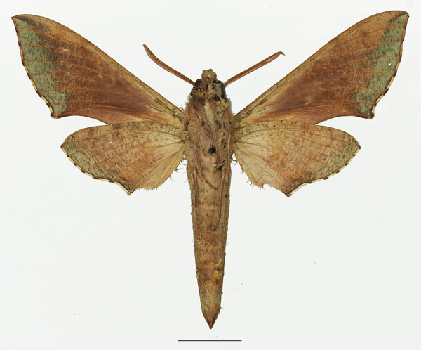 /filer/webapps/moths/media/images/M/moorei_Hippotion_AM_Basquinb.jpg