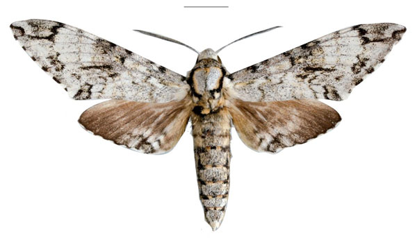 /filer/webapps/moths/media/images/M/moosburgi_Covelliana_HT_SMCRa.jpg