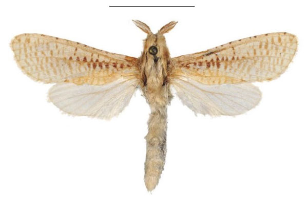 /filer/webapps/moths/media/images/M/mooseri_Davidlivingstonia_HT_Mueller.jpg