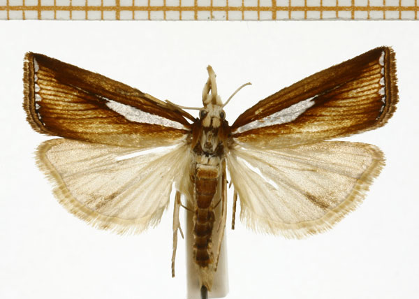 /filer/webapps/moths/media/images/M/mopsos_Aureocramboides_A_DePrins.jpg
