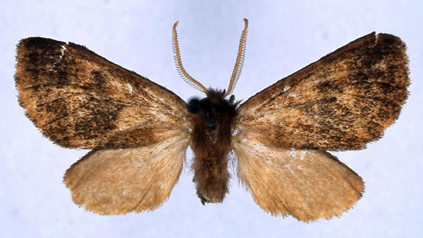 /filer/webapps/moths/media/images/M/morag_Metarctia_HT_BMNH_01.jpg