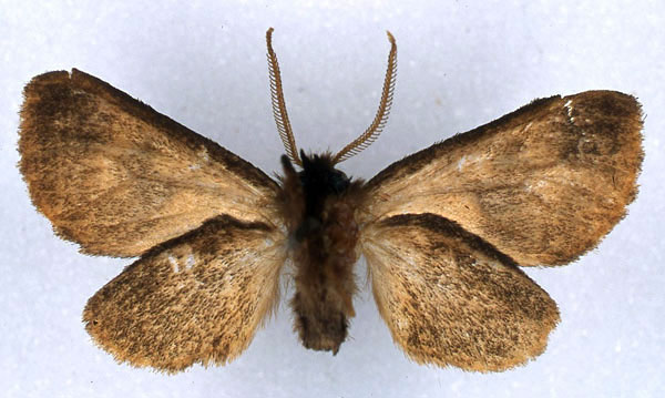 /filer/webapps/moths/media/images/M/morag_Metarctia_HT_BMNH_02.jpg