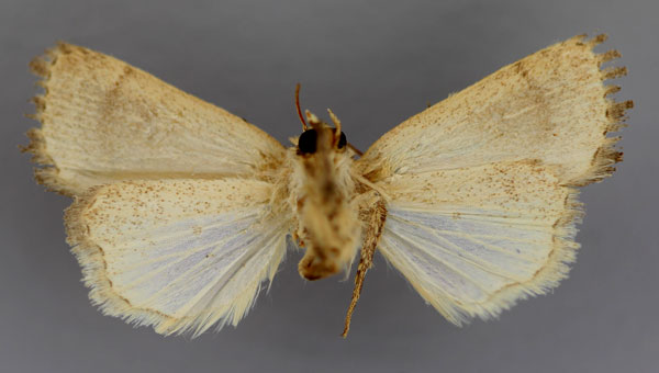 /filer/webapps/moths/media/images/M/morbidensis_Athetis_HT_RMCA_04.jpg