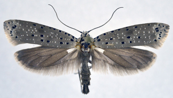 /filer/webapps/moths/media/images/M/morbillosus_Yponomeuta_AF_NHMO.jpg