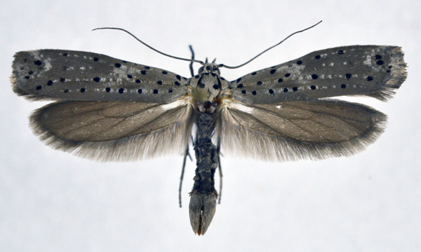 /filer/webapps/moths/media/images/M/morbillosus_Yponomeuta_AM_NHMO.jpg