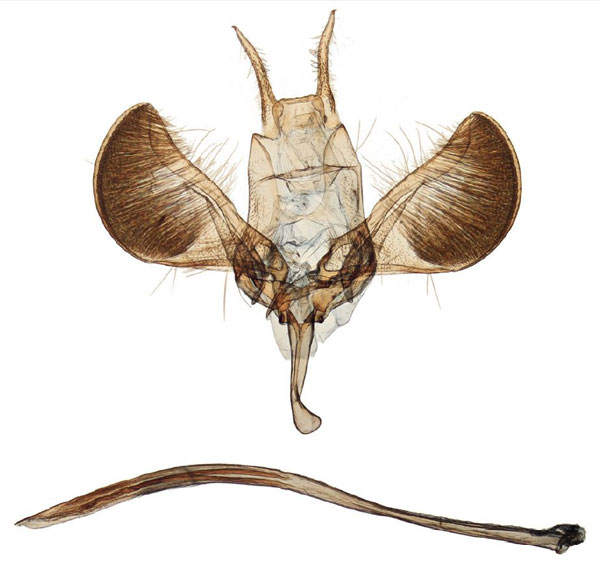 /filer/webapps/moths/media/images/M/morbillosus_Yponomeuta_GM_Agassiz_1186.jpg