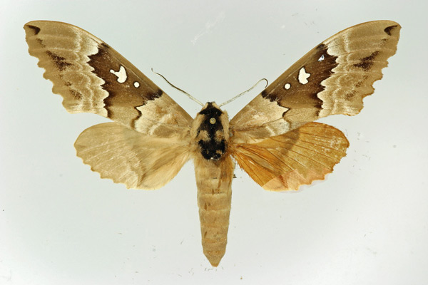 /filer/webapps/moths/media/images/M/morettoi_Lophostethus_AM_Basquin.jpg