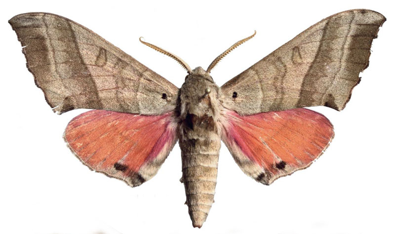 /filer/webapps/moths/media/images/M/morettoi_Rufoclanis_HT_EMEMa.jpg