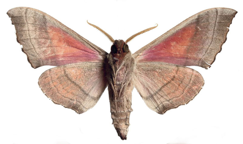 /filer/webapps/moths/media/images/M/morettoi_Rufoclanis_HT_EMEMb.jpg