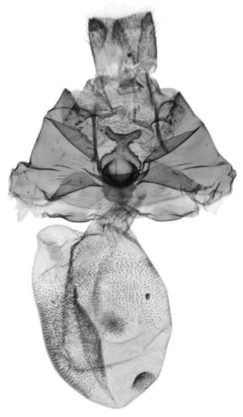 /filer/webapps/moths/media/images/M/morettoi_Siccasura_GFPT_ANHRT-6166.jpg