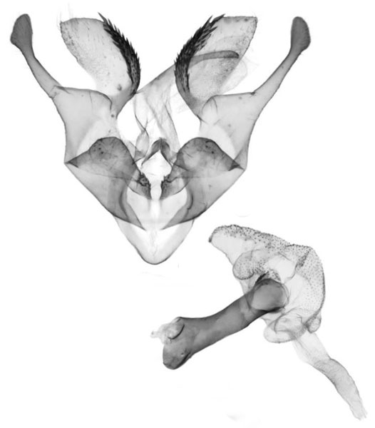 /filer/webapps/moths/media/images/M/morettoi_Siccasura_GMHT_ANHRT-5789.jpg