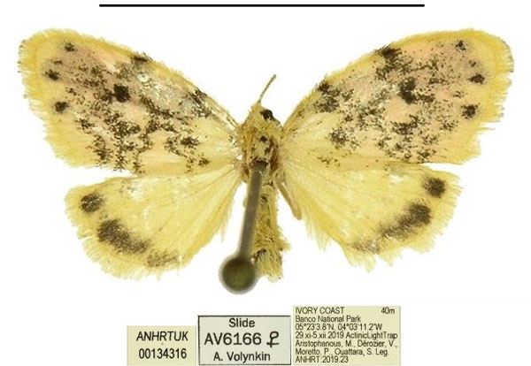 /filer/webapps/moths/media/images/M/morettoi_Siccasura_PTF_ANHRT_01.jpg