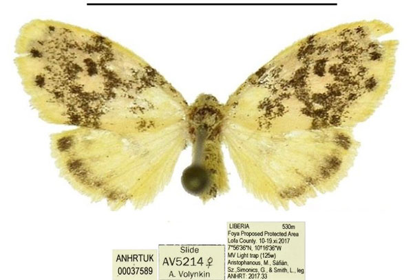 /filer/webapps/moths/media/images/M/morettoi_Siccasura_PTF_ANHRT_02.jpg