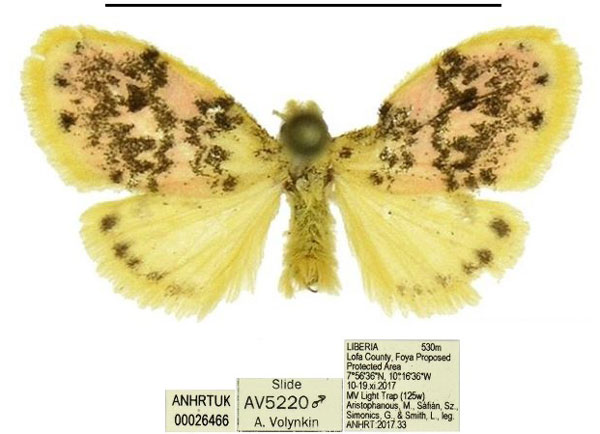 /filer/webapps/moths/media/images/M/morettoi_Siccasura_PTM_ANHRT.jpg