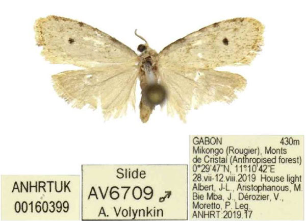 /filer/webapps/moths/media/images/M/morettoi_Siccia_HT_ANHRT.jpg