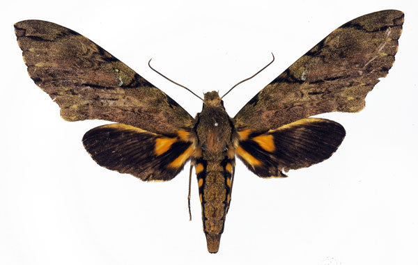 /filer/webapps/moths/media/images/M/morganii_Xanthopan_AF_Basquin.jpg