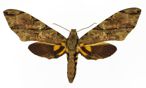 /filer/webapps/moths/media/images/M/morganii_Xanthopan_AF_Basquin_01.jpg