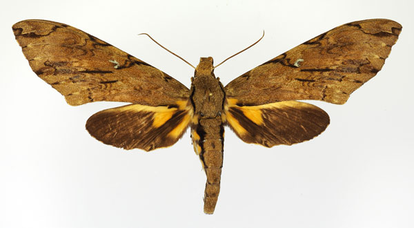/filer/webapps/moths/media/images/M/morganii_Xanthopan_AF_Basquin_02.jpg