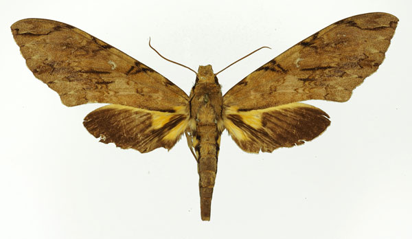 /filer/webapps/moths/media/images/M/morganii_Xanthopan_AF_Basquin_03.jpg