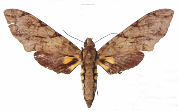 /filer/webapps/moths/media/images/M/morganii_Xanthopan_AF_EMEM.jpg