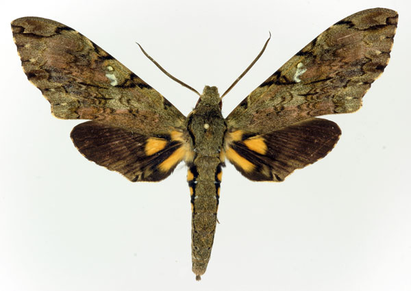 /filer/webapps/moths/media/images/M/morganii_Xanthopan_AM_Basquin.jpg