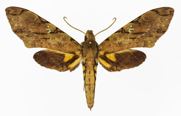 /filer/webapps/moths/media/images/M/morganii_Xanthopan_AM_Basquin_01.jpg