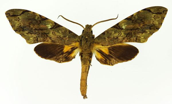 /filer/webapps/moths/media/images/M/morganii_Xanthopan_AM_Basquin_02.jpg
