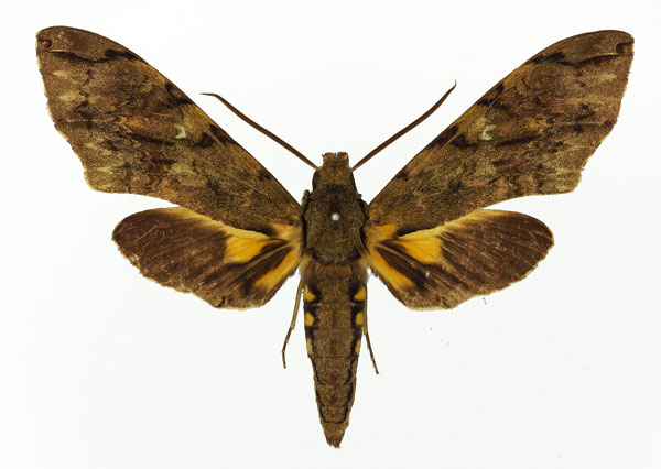 /filer/webapps/moths/media/images/M/morganii_Xanthopan_AM_Basquin_03.jpg