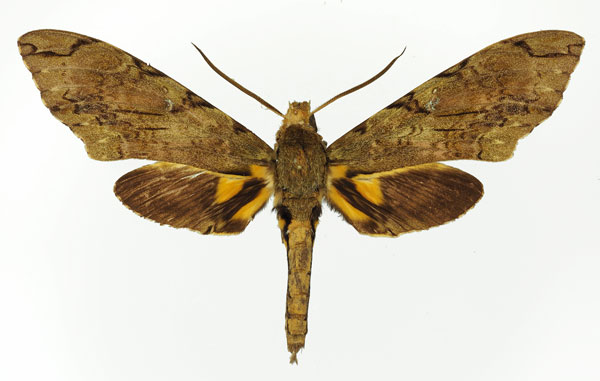 /filer/webapps/moths/media/images/M/morganii_Xanthopan_AM_Basquin_04.jpg