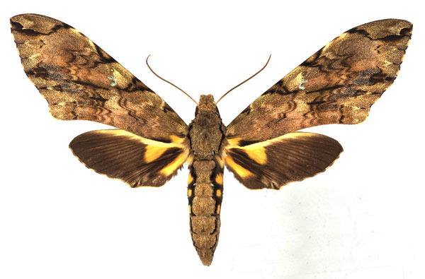 /filer/webapps/moths/media/images/M/morganii_Xanthopan_AM_Basquina.jpg