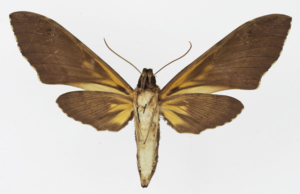 /filer/webapps/moths/media/images/M/morganii_Xanthopan_AM_Basquinb.jpg