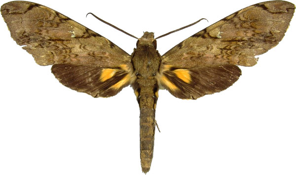 /filer/webapps/moths/media/images/M/morganii_Xanthopan_AM_MCJM.jpg