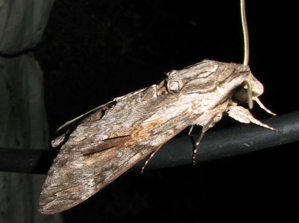 /filer/webapps/moths/media/images/M/morganii_Xanthopan_A_Goff.jpg