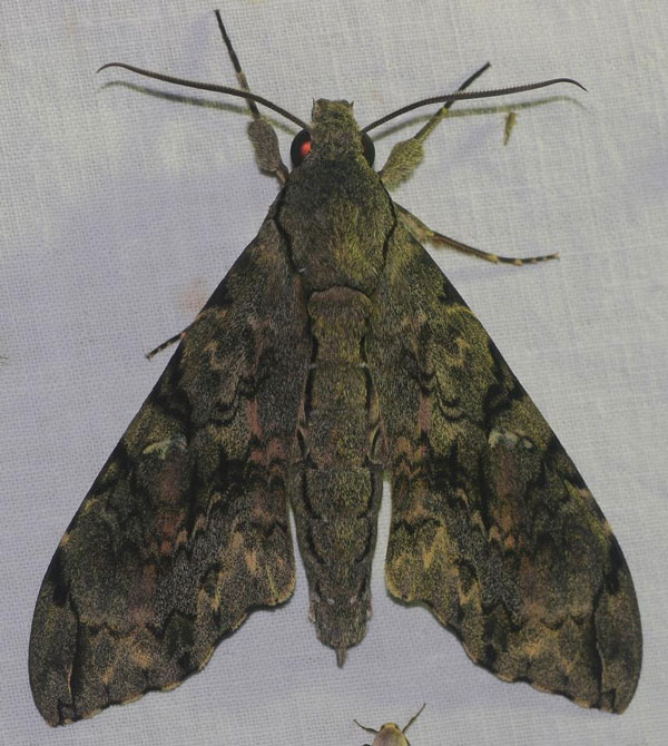/filer/webapps/moths/media/images/M/morganii_Xanthopan_A_Jorpeland.jpg