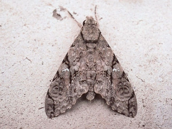 /filer/webapps/moths/media/images/M/morganii_Xanthopan_A_Revell.jpg
