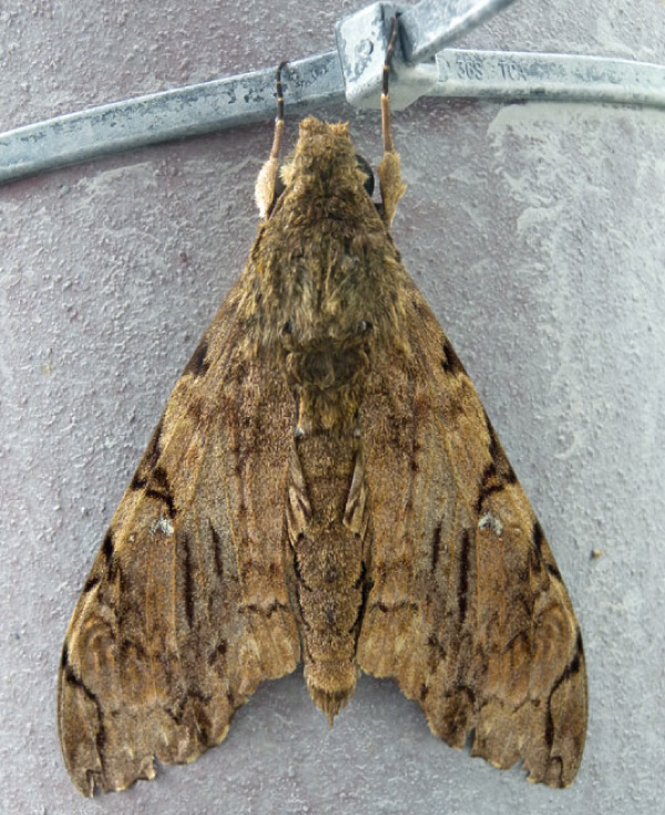 /filer/webapps/moths/media/images/M/morganii_Xanthopan_A_Voaden.jpg